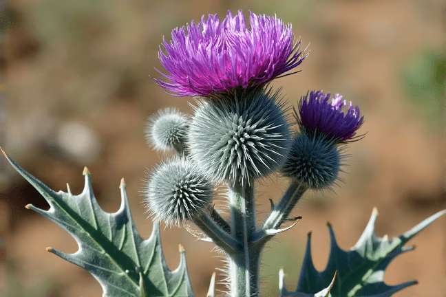 final_maturity of 03165cb8ef524f82a7f209b179a8cd86