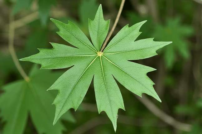 mature_vegetative of 090374a05f4a456ab79c62d1e5eb91de