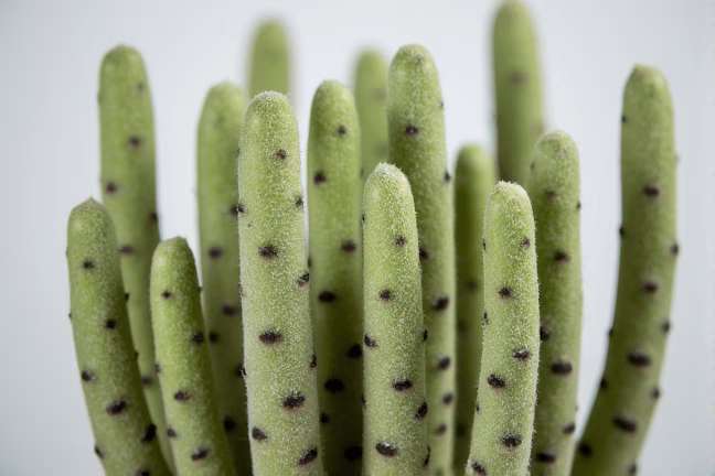 mature_vegetative of 14bf19d0be454a49a05fe853bb73a223