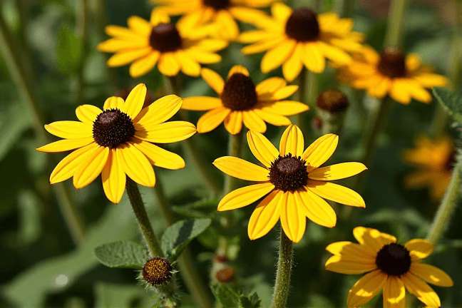 final_maturity of 18f44469427d497ba102156e68210807