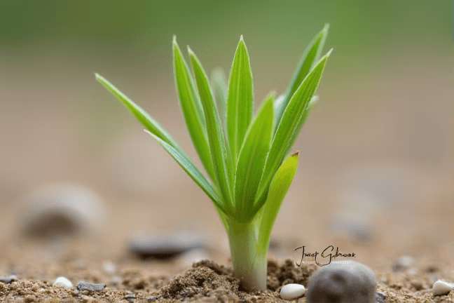 seeding of 18f6054b6577496c8357d920c836a1b7