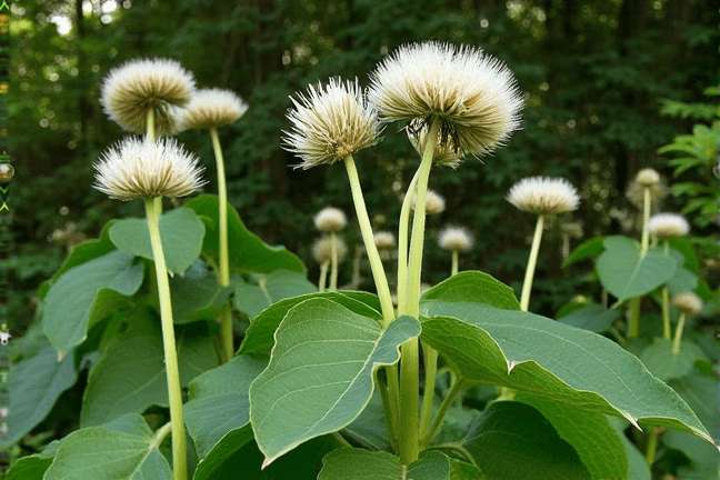 final_maturity of 2993eeea253445cab1faac0df05d1421