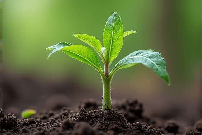 seeding of 29d0d0df9d13459b8df743628d568413