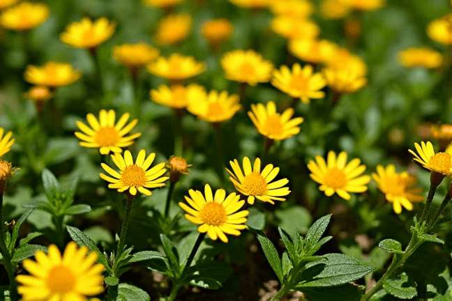 final_maturity of 2f1cd821086c43ea9f8dce1d80f93594