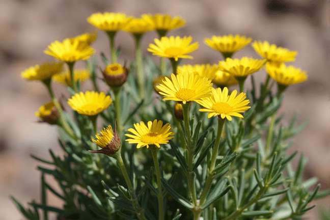 final_maturity of 3233942913a84cd1b986d7165f2f6231