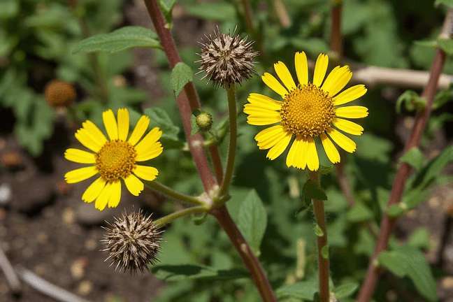 final_maturity of 33a4912f507540bf84ce515f67785da7