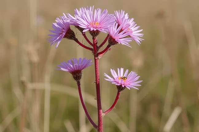 final_maturity of 507f146f5135415e91db6a4eafdef75e