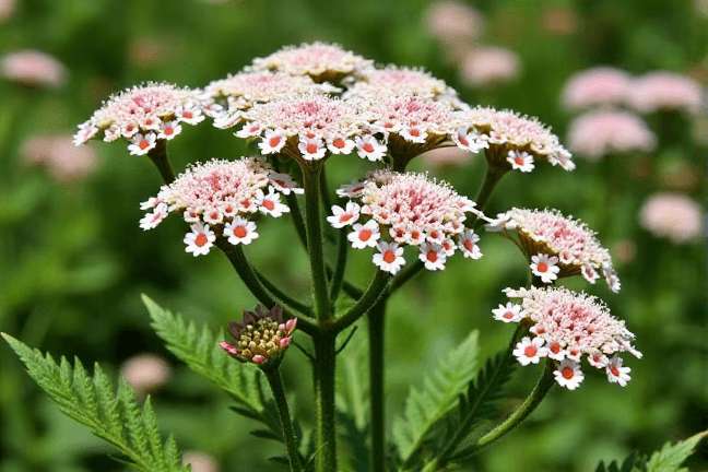 final_maturity of 5cfc6ba1221b4675a3647f7eedfaf681