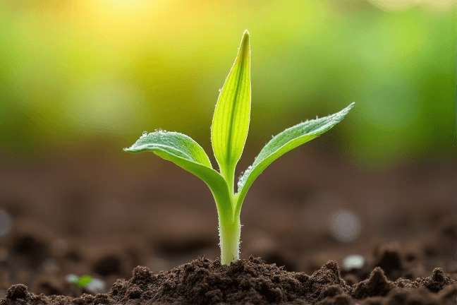 seeding of 6923d57a58c441c2be8253765b24a39c