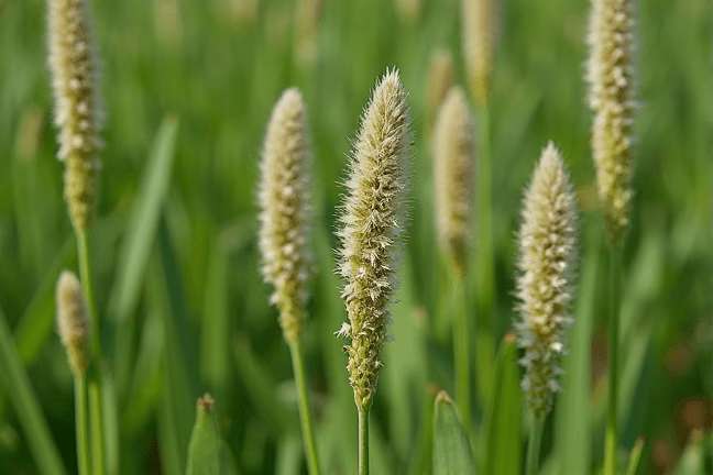 final_maturity of 7e01160f70664dab9aa3cc628a8493f1