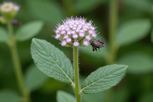 final_maturity of 9368b6c88e1a4f7cad3bcf2a96ad22fd