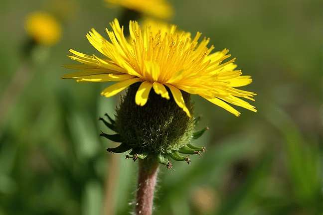 final_maturity of 93d0939da59241ff9d27de19d158f3fd