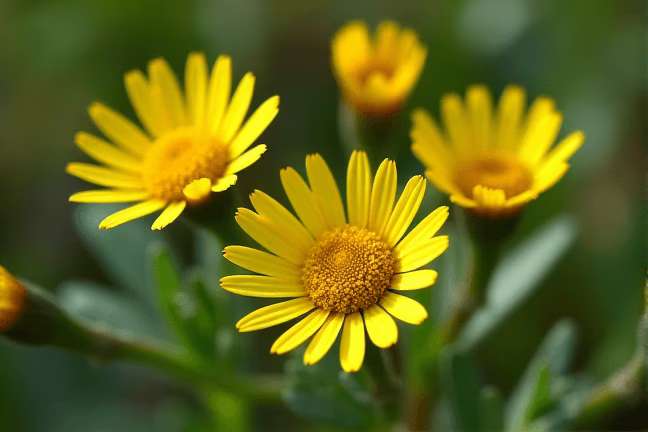 early_flowering of 96607944cf5748dd9829711e117918b3