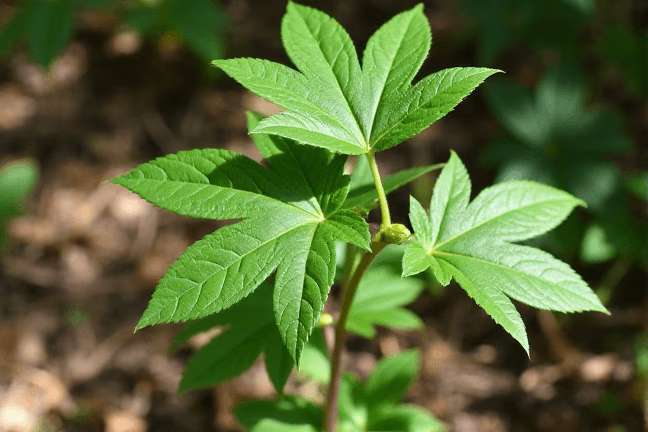 mature_vegetative of 9a787b4a8fb5444b9160a1eced41cbee