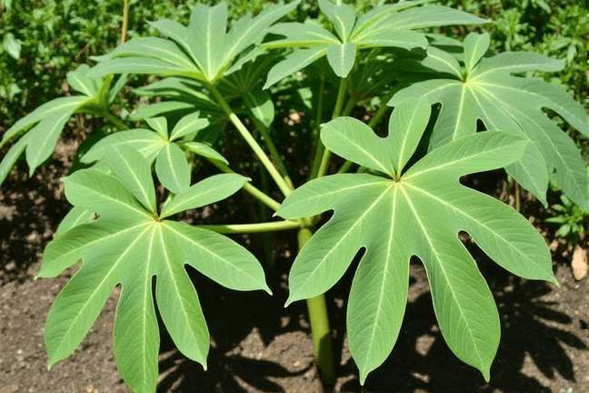 mature_vegetative of 9b94f850738043d98682310b73946a3c