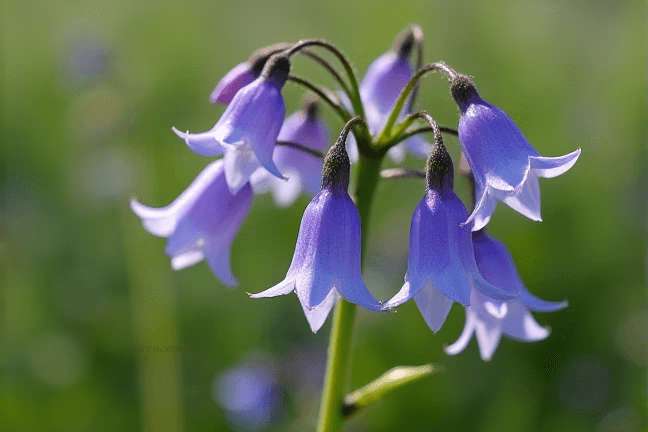 final_maturity of b22a06301b9d4e0aaeed947ad73c529e