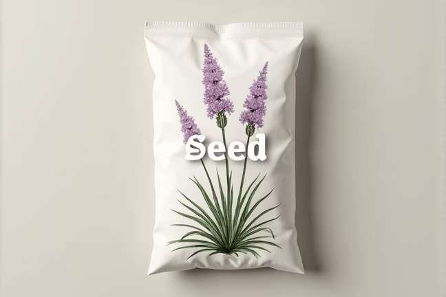 seed of c4116da5ecd04b56be98c16c38774d9b