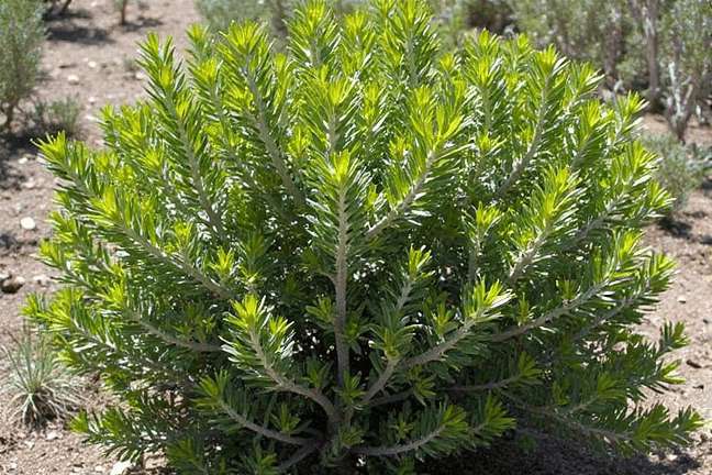 final_maturity of c7d2af89522d4807a3c01591e53a42a7