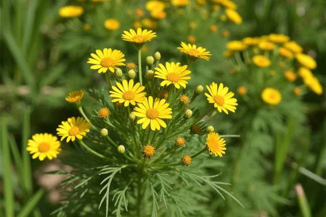 final_maturity of cb4f0ac5f06c4256a9c1ff6c59622941