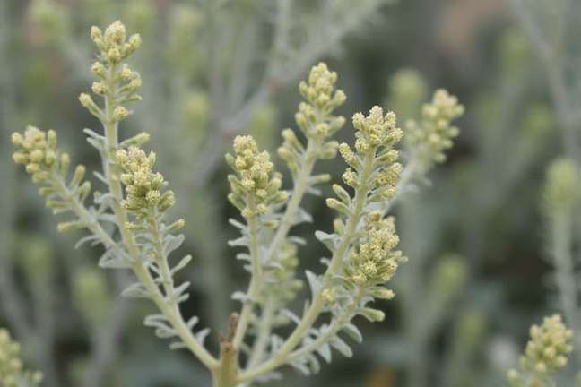 early_flowering of cd2d8e4f32264b98a4a763f784773324