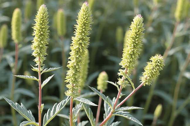 final_maturity of cd2d8e4f32264b98a4a763f784773324