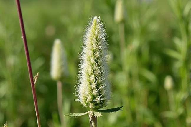 final_maturity of d2b1056625834821883b2e69cc880b2d