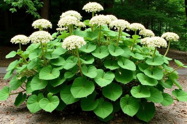 final_maturity of d61dc762574a426c958cb3a1791e98ef