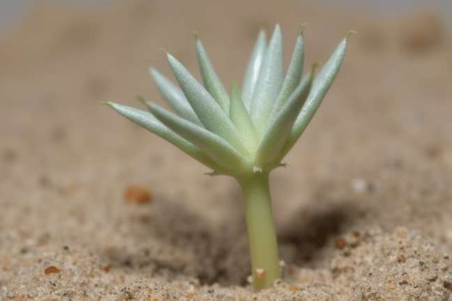 seeding of d87aee012a1f4fdb8f81634463476a8e