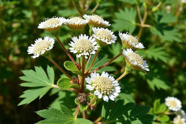 final_maturity of e528a8c9ed504e8d9a4560eb6bae987d