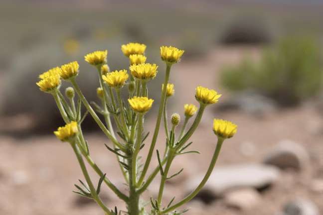 early_flowering of ed3b97eb01aa47e1b11777328a7c7a18