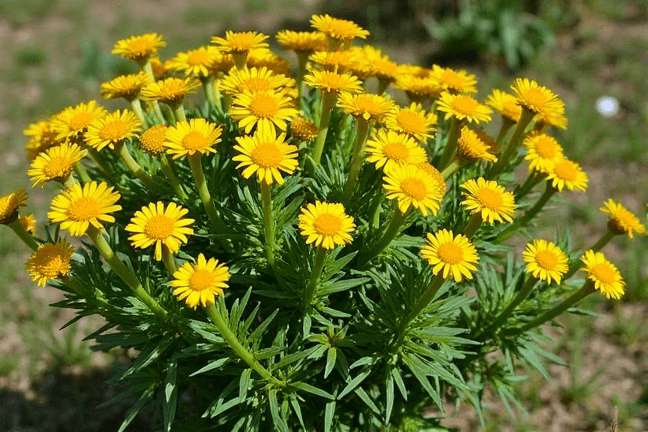 final_maturity of ef680d0b4b334d149e9eae95a1024814