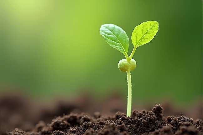 seeding of f196a1426a44477d8ea60ba768ccccaa