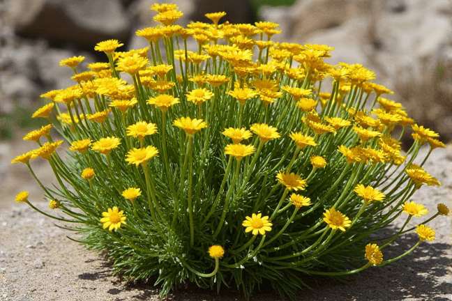 final_maturity of ff90c202e6b54aefbcd703184d03564c